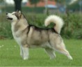 /album/fotogaleria/alaskan-malamute-jpg1/